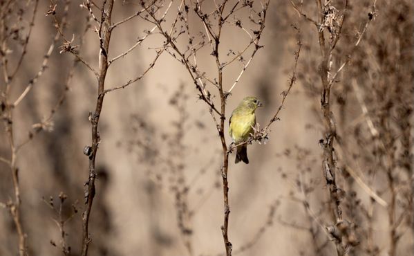 Yellow Bird at Quail Hill Loop thumbnail
