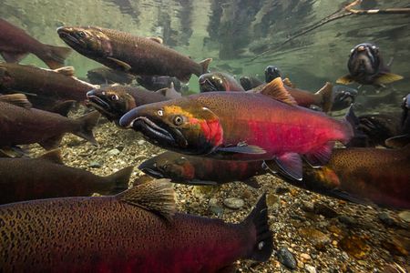 Coho salmon, here in full vivid spawning colors, are one of many species of wild Pacific salmon in danger of extinction.