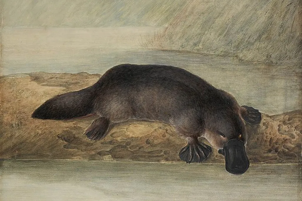 734px-Platypus_by_Lewin.jpg