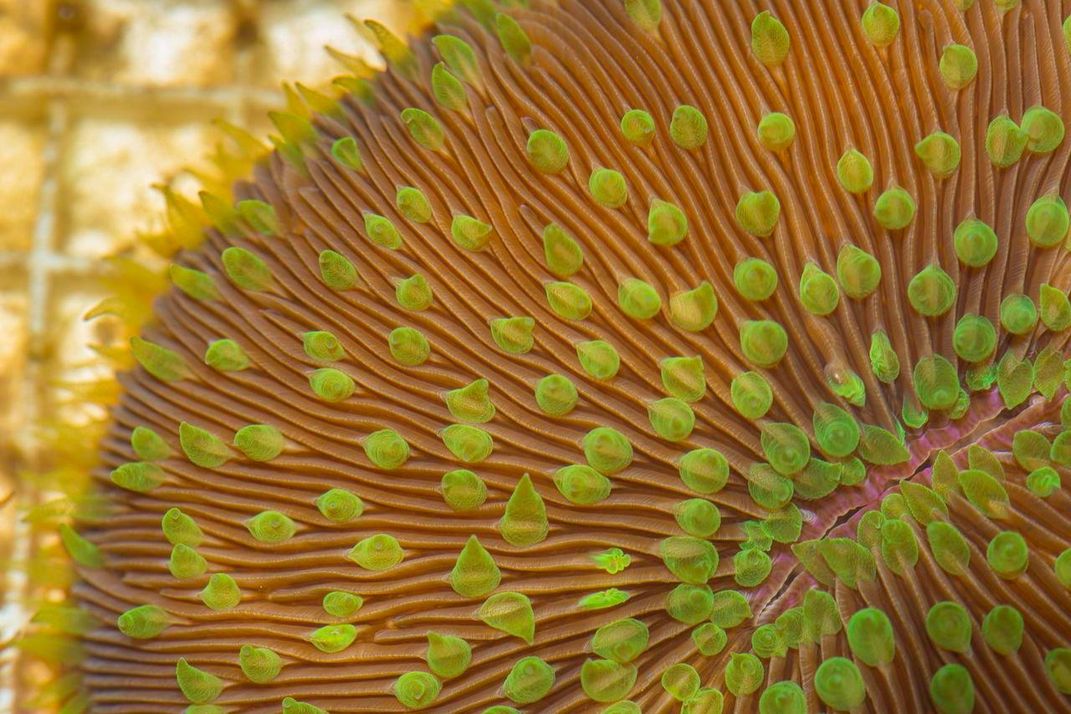 Healthy Coral