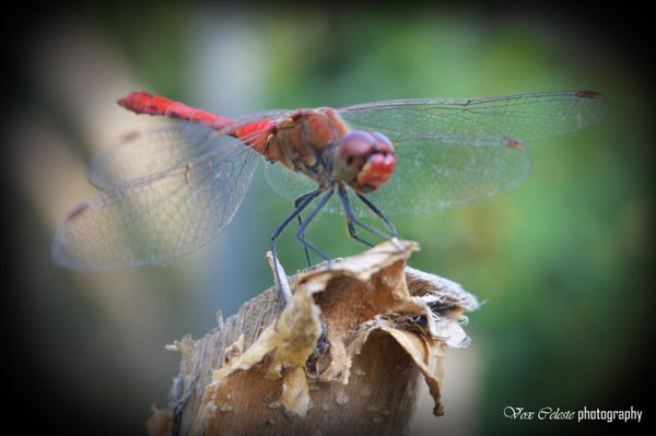 Red Dragonfly 2 thumbnail