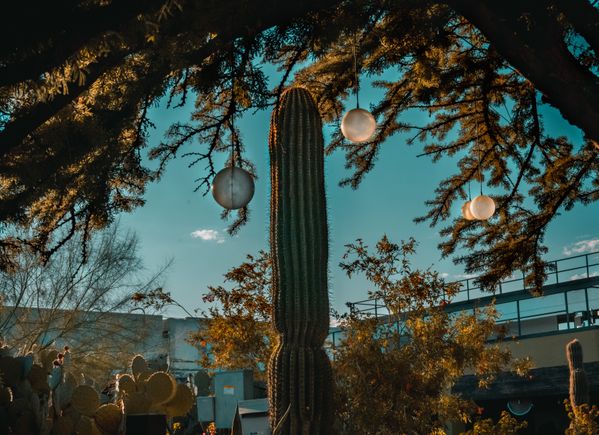 The Cactus Garden thumbnail