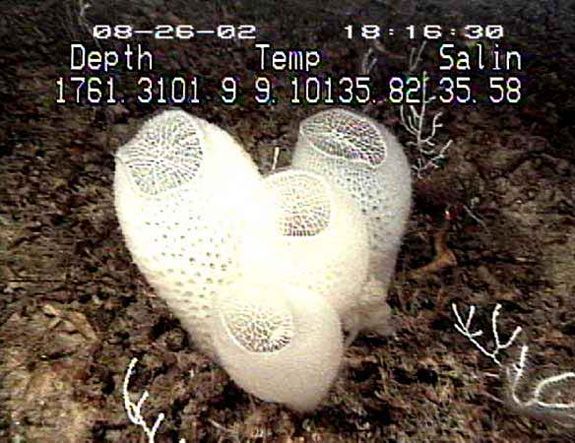 The  silica home of a male and female shrimp – the deep-sea sponge Venus’s flower-basket.