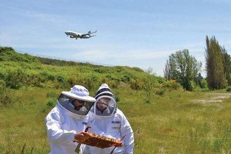 Three acres of the former Tyee golf course on the south end of Sea-Tac Airport has been converted into a pollinator habitat, supporting more than 30 hives.