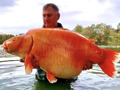 Angler Reels in 67-Pound Goldfish in France image