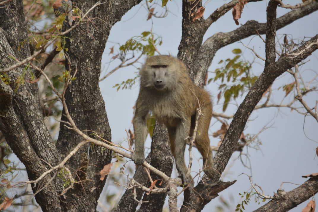Curious baboon | Smithsonian Photo Contest | Smithsonian ...