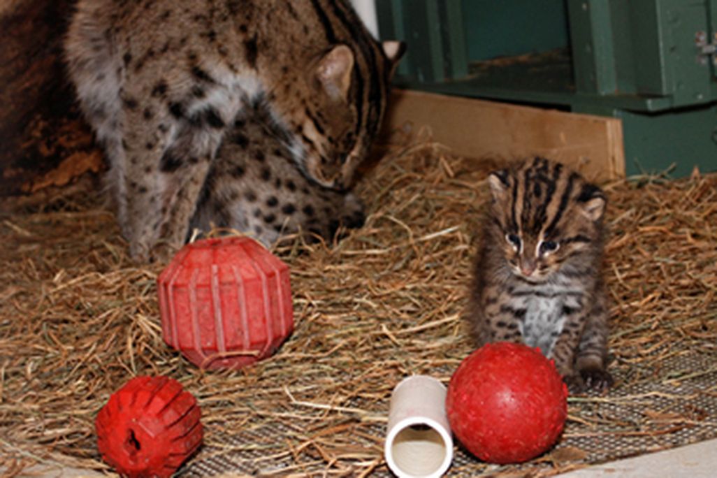 Two new additions at the Zoo may help researchers break the Fishing Cat breeding code.