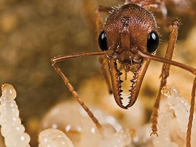 An Australian bull dog ant tends larvae.