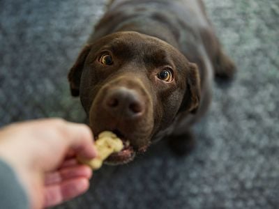 Good dogs often gets treats as rewards. A new experiment shows that dogs who get fed, when given the chance to reciprocate, usually won’t pay their owners back with food.