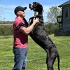 Meet Kevin, the World's Tallest Dog icon