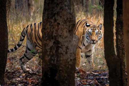 Dotty, a female Bengal tiger, roams her territory in India&rsquo;s Bandhavgarh National Park, where tigers are one of the biggest tourist attractions.