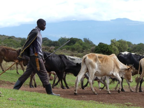 A Maasai herdsman  thumbnail