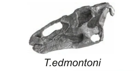 The skulls of Late Cretaceous hadrosaurs from western North America