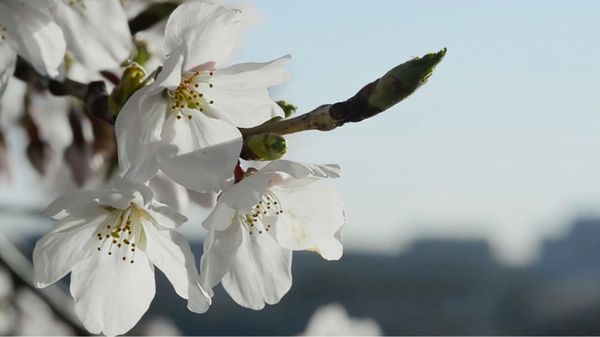 Preview thumbnail for See D.C.s Cherry Blossoms in Less Than a Minute