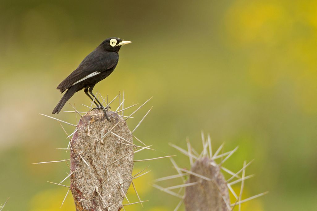 Spectacled tyrant (Hymenops perspicillatus)