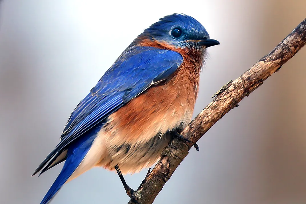 An Eastern bluebird