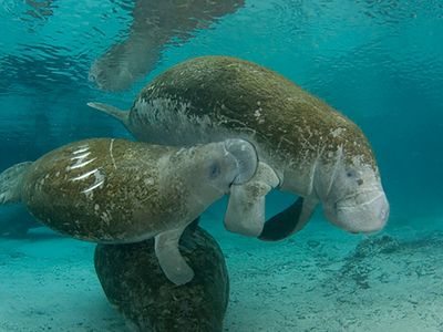 Mother and calm manatee, showing scrapes from a boat strike