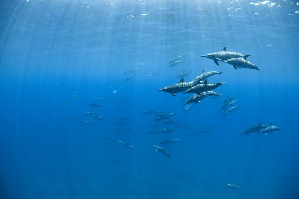 Spinner Dolphins thumbnail