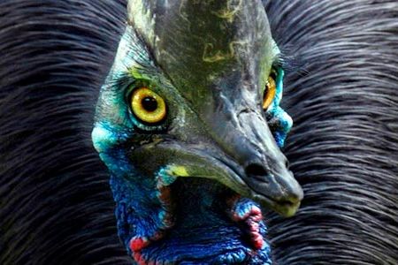 The Cassowary bird at Lahore Zoo.