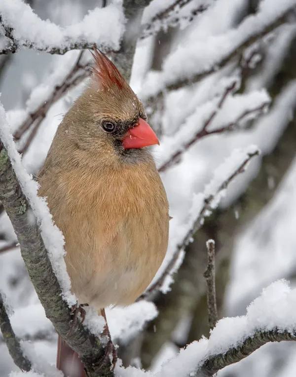 Cardinal In The Cold thumbnail