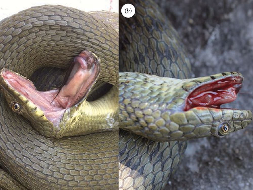 Two side by side photographs of dice snakes faking death, with the snake on the right filling its mouth with blood.
