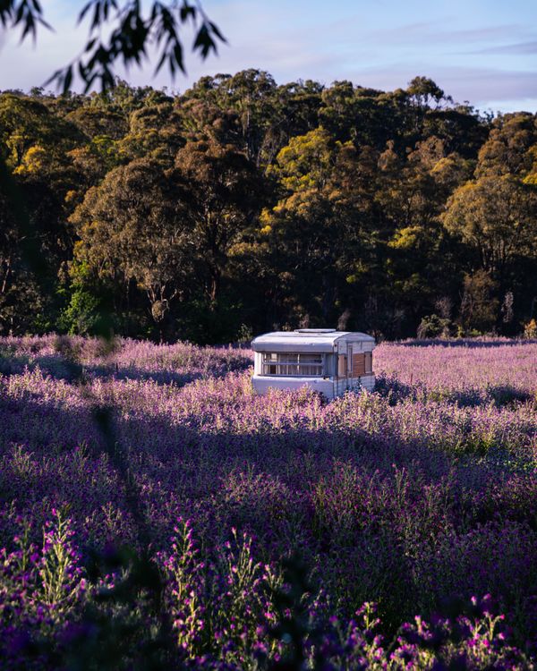 Purple Fields in Hill End thumbnail