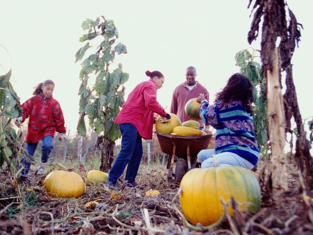 Pumpkin gathering