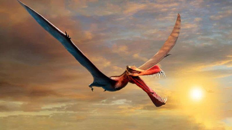 Baby pterosaurs could fly within minutes of hatching from their eggs