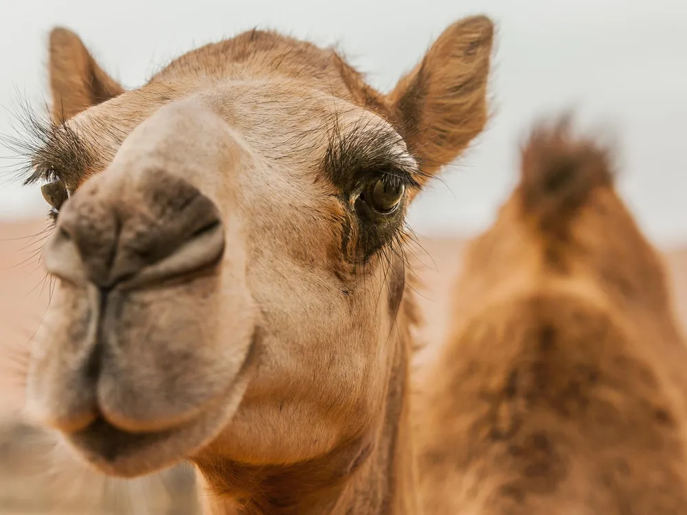 A tan camel against a desert backdrop