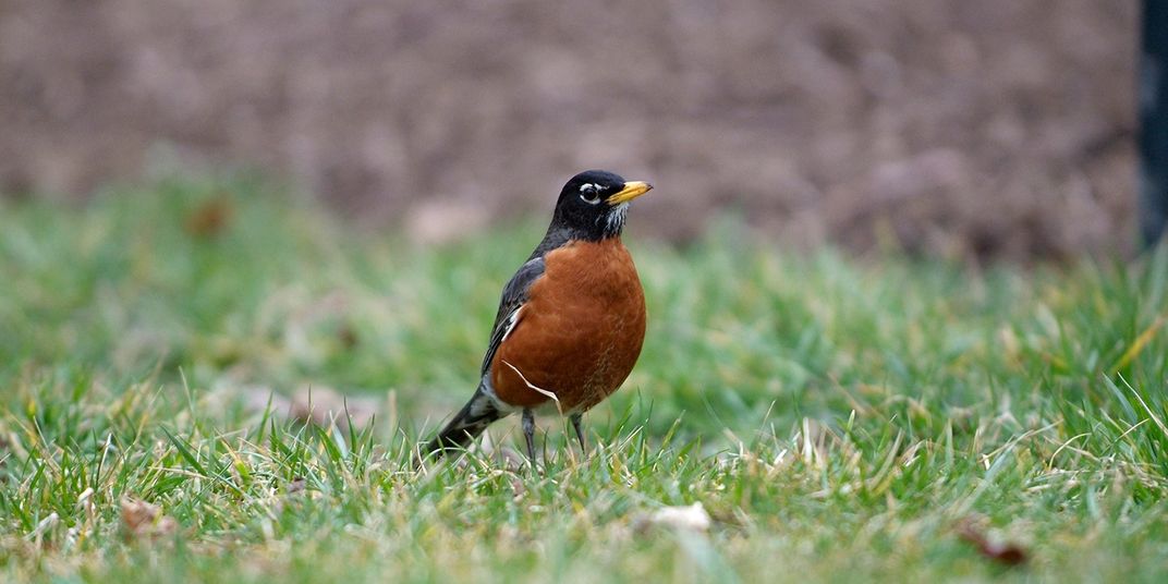 A medium-sized songbird, called an American robin, stands in the grass.