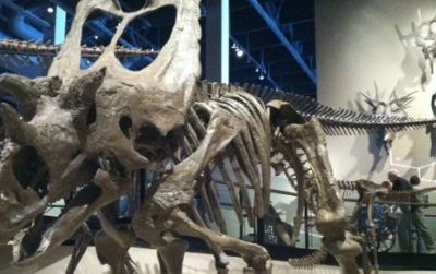 A new reconstruction of Utahceratops at the Natural History Museum of Utah