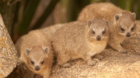 Rock hyraxes in Serengeti National Park, Tanzania
