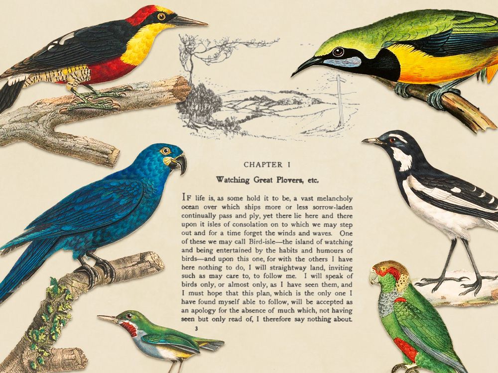 Illustration of birds overlaid on a page from a bird-watching book by Edmund Selous