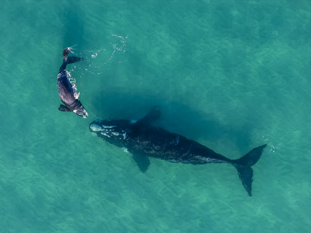 a mother and calf right whale in blue-green waters