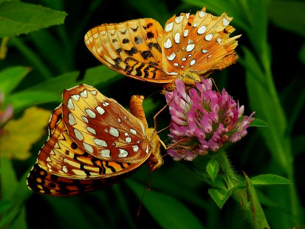 Great Spangled Fritillary Butterflies thumbnail