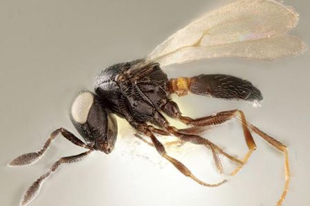 Female wasp of the newly described species Idris elba (holotype specimen).

