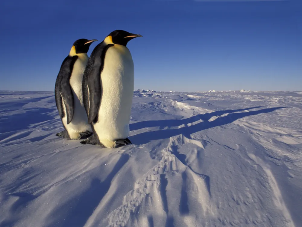 Two Emperor penguins standing on ice