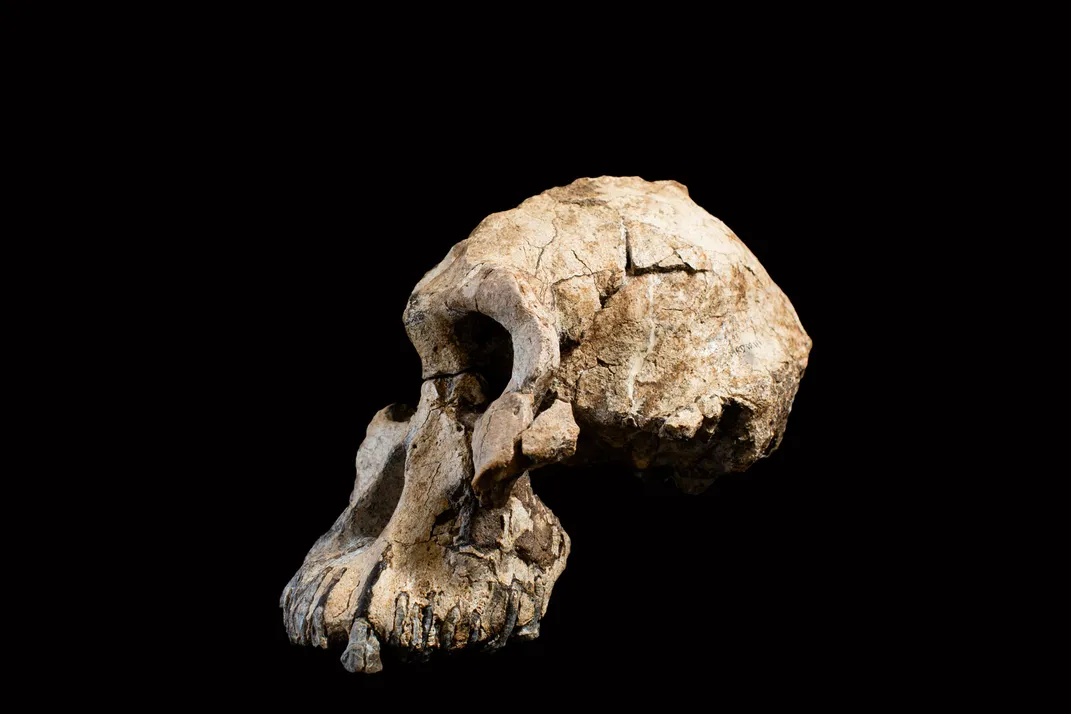 Unprecedented' fossil skull reveals face of human ancestor