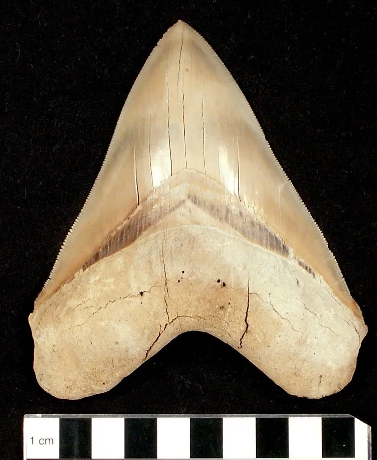 Cream colored megalodon tooth fossil from the National Museum of Natural History's collection on a black background