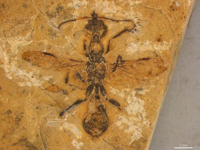 Scientists Discover the Oldest Known Ant Fossil, a 113-Million-Year-Old ‘Hell Ant’ Preserved in Rock in Brazil