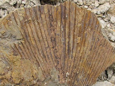 Part of a fossil palm frond from the Paleocene-Eocene Thermal Maximum in Wyoming.