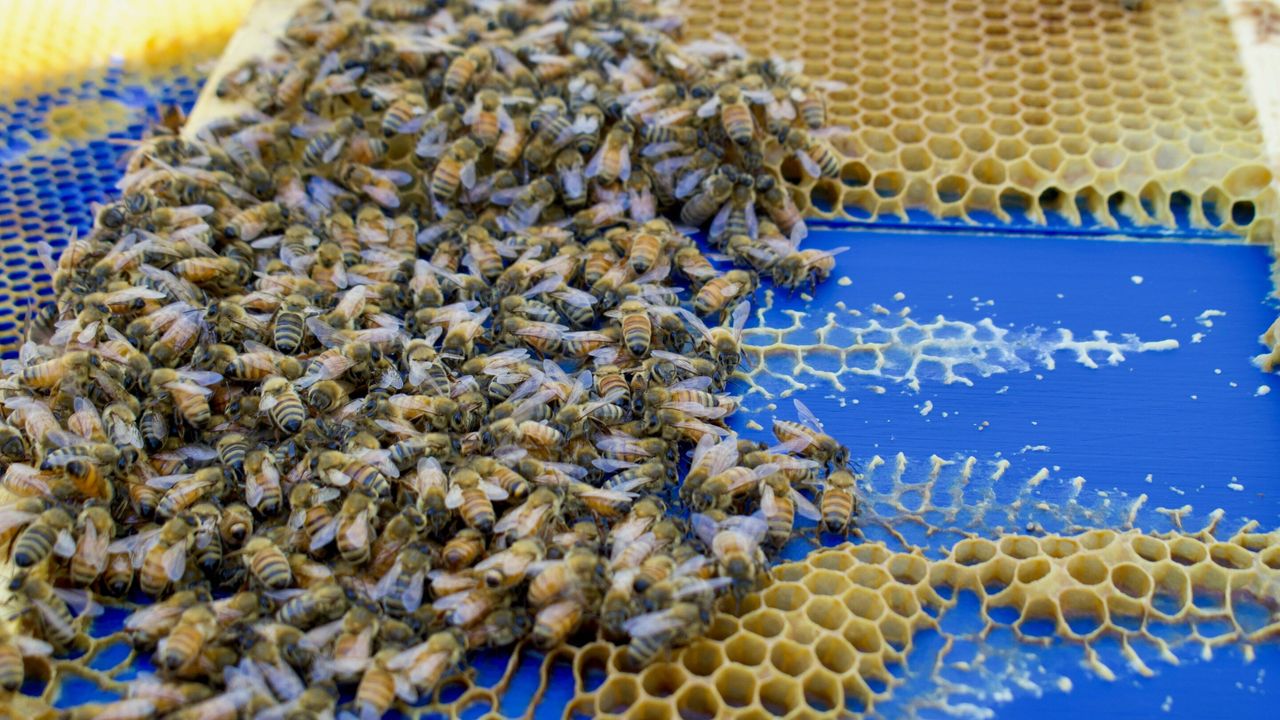 Honey Bees Moving Hives