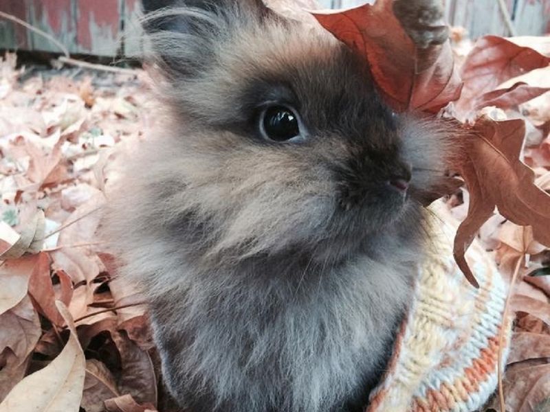 An Autumn Rabbit | Smithsonian Photo Contest | Smithsonian Magazine