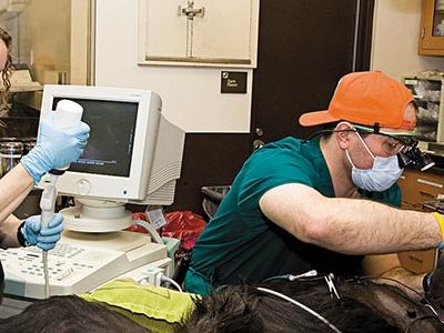 Veterinary dentist Barron Hall was called to help a 15-year-old female western lowland gorilla who had a fractured tooth.