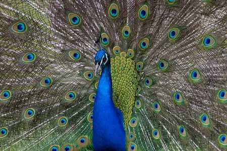 Vasectomies should allow male peacocks to maintain their established pecking order while also preventing them from reproducing with multiple females.