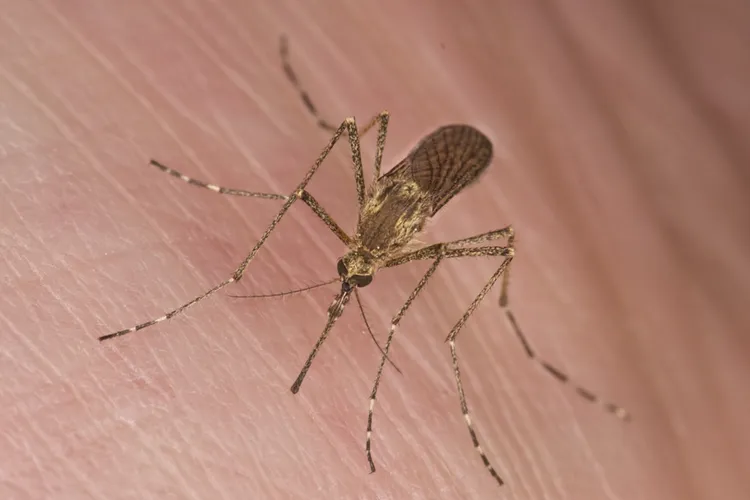 Mosquito