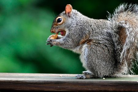 It may seem a little absurd, but wildlife getting drunk off of fermenting fruits isn't a rare occurrence. Bats, moose and birds are known to consume copious amounts of fermented fruits. 

