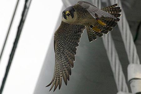 Peregrine falcons are the fastest animal on earth.  They have been clocked at over 200 miles per hour as they descend upon their target.