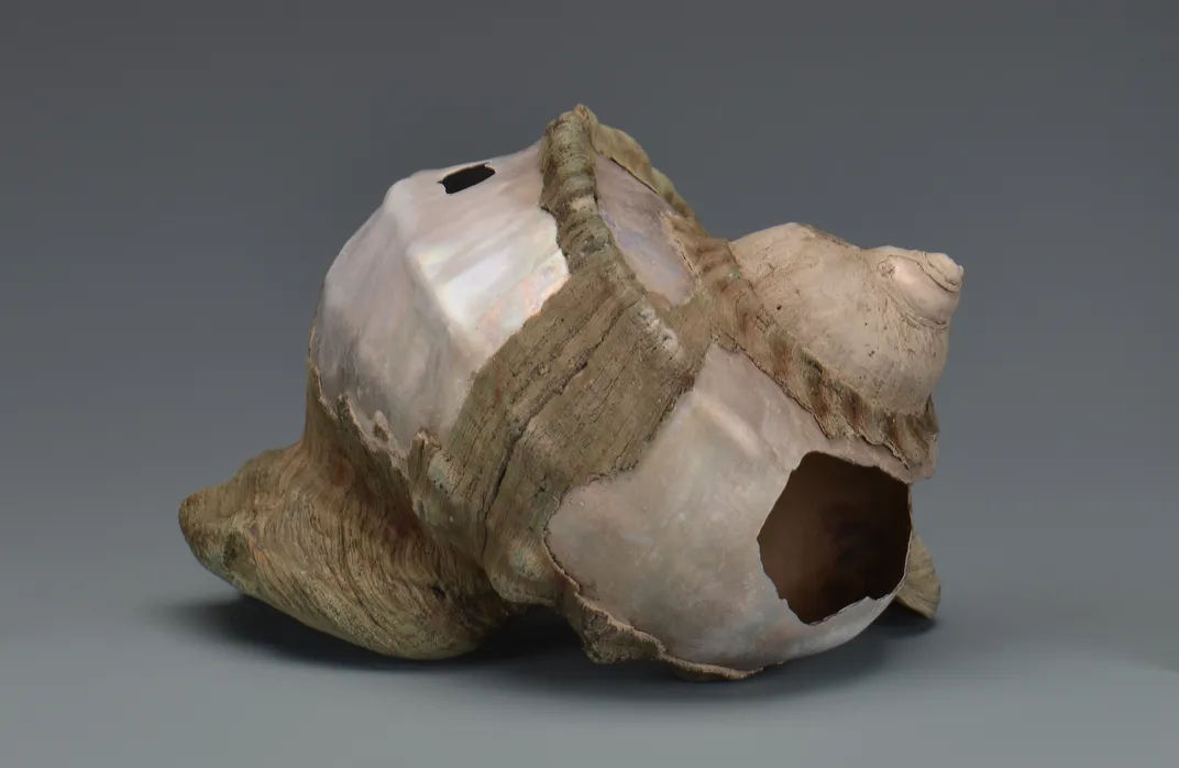 A Turbo marmoratus shell from the Hongzhi trader