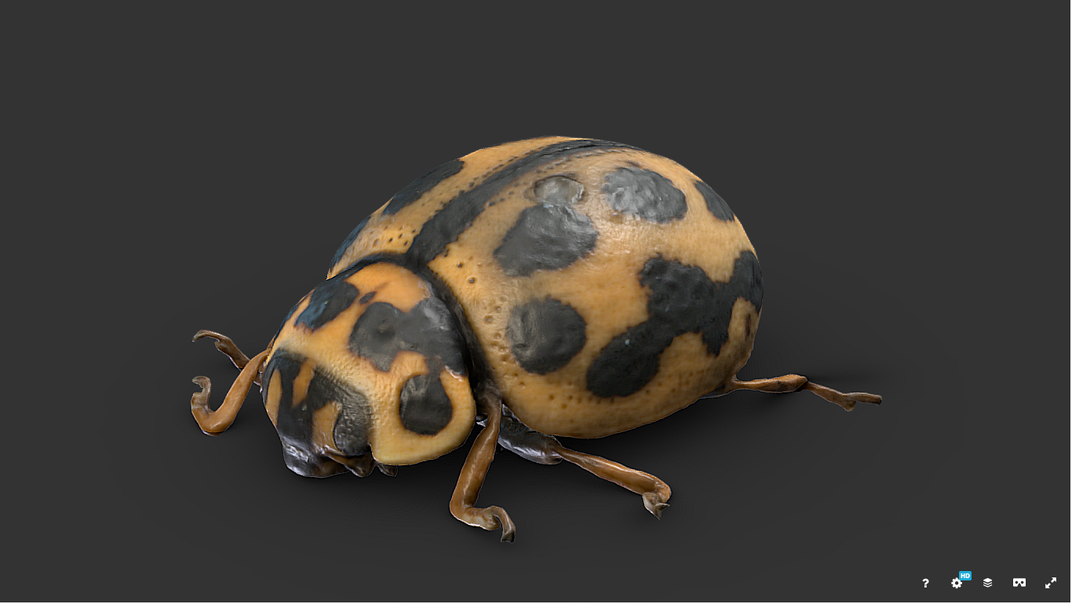 Lady Bug 3-D